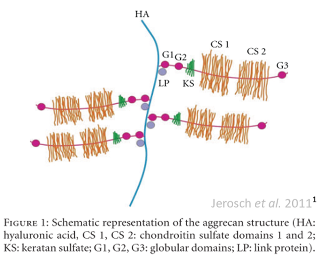 Glucosamine Chondroitin